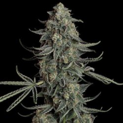 Ein allgemeines Bild