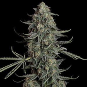 (Bild für) Blue Dream Auto female