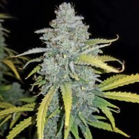 Blue Dream Matic Auto fem