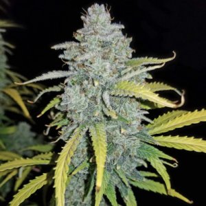 Blue Dream Matic Auto fem