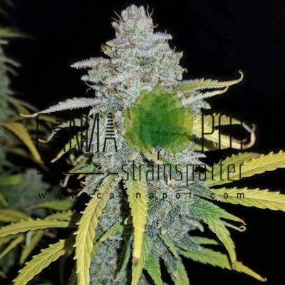 Blue Dream Matic Auto fem - zum Schließen ins Bild klicken