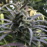 Blue Dream female