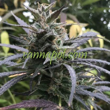 Blue Dream female - zum Schließen ins Bild klicken