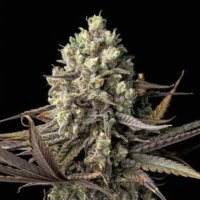 (image pour) Blue Dream female