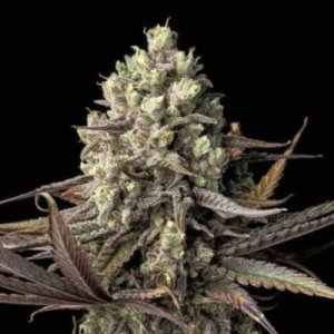 (image for) Blue Dream female