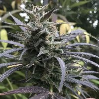 (image pour) Blue Dream female