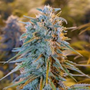 (imagen para) Blue Dream