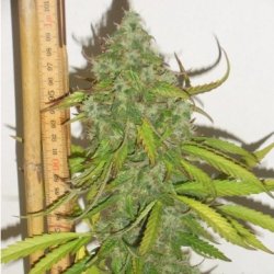 Ein allgemeines Bild