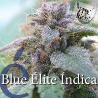 Blue Elite Indica female