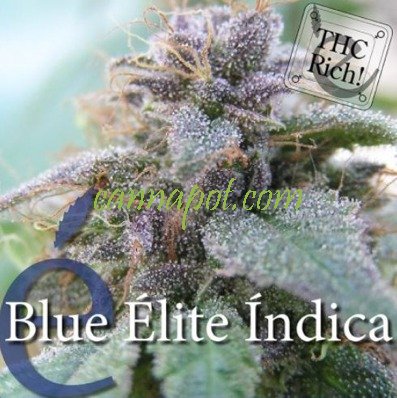 Blue Elite Indica female - zum Schließen ins Bild klicken