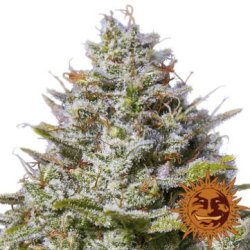 Ein allgemeines Bild