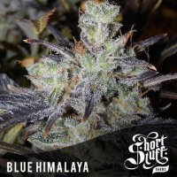 Blue Himalaya Auto