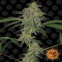 Blue Mammoth [Auto]