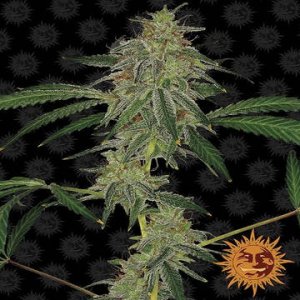 Blue Mammoth [Auto]
