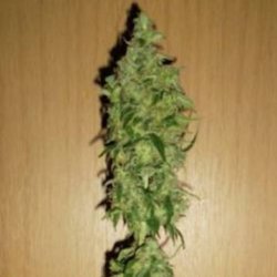 Ein allgemeines Bild