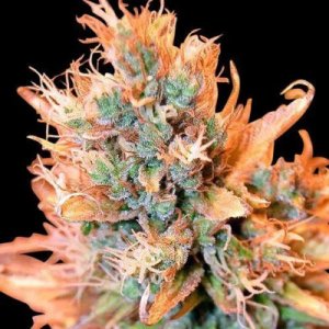 (image pour) Blue Medi Kush 5 fem
