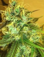 (Bild für) Blue Mountain Durban