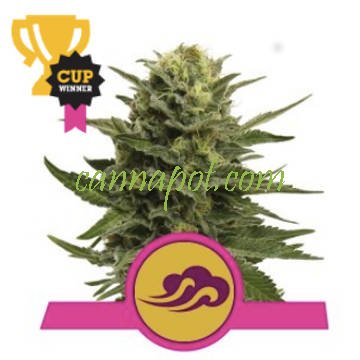 Blue Mystic feminized - zum Schließen ins Bild klicken