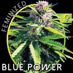(imagen para) Blue Power fem