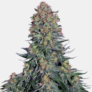 Blue Skunk