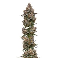 (imagen para) Blue Zeclair fem