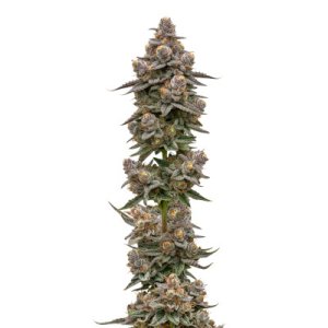 (Bild für) Blue Zeclair fem