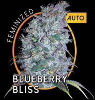 Blueberry Bliss Auto fem