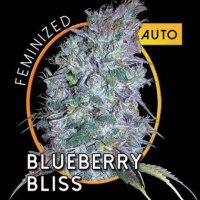(image pour) Blueberry Bliss Auto fem