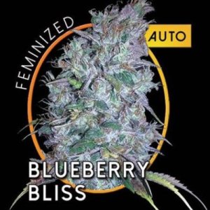 (Bild für) Blueberry Bliss Auto fem