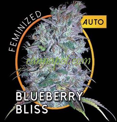 Blueberry Bliss Auto fem - zum Schließen ins Bild klicken