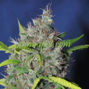 Blueberry Bud - zum Schließen ins Bild klicken