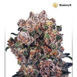 (image for) Blueberry
