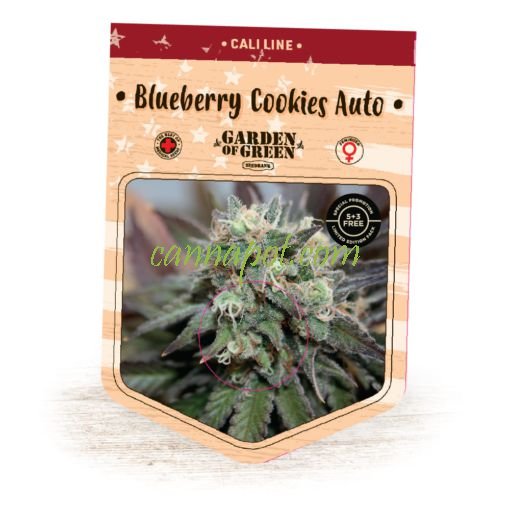 Blueberry Cookies Auto fem - zum Schließen ins Bild klicken