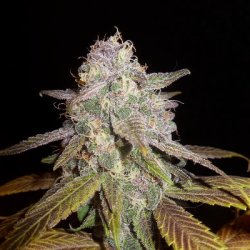 Ein allgemeines Bild