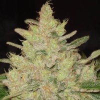 Blueberry Ghost OG