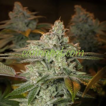 Blueberry Glue feminized - zum Schließen ins Bild klicken