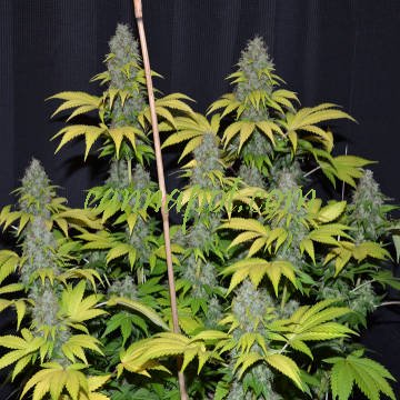 Blueberry Gum #2 5 fem - zum Schließen ins Bild klicken