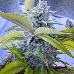 (Bild für) Blueberry Hashplant