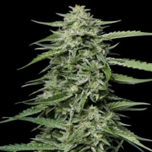 (Bild für) Blueberry Honey