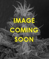 (Bild für) Blueberry OG