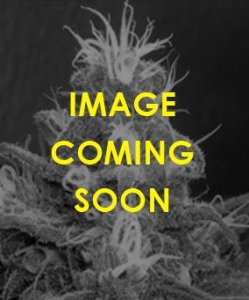 (Bild für) Blueberry OG