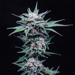 Ein allgemeines Bild