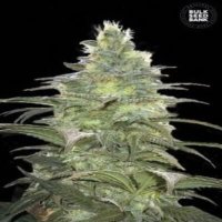 (image pour) Blueberry Berry female