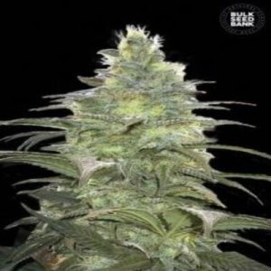 (imagen para) Blueberry Berry female