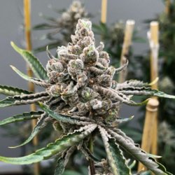 Ein allgemeines Bild