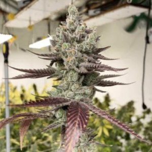 (Bild für) Bluenana