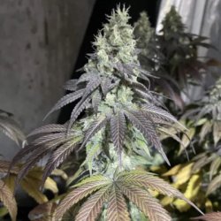 Ein allgemeines Bild