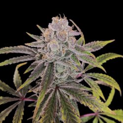 Ein allgemeines Bild