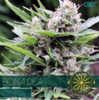 Bona DEA CBD fem