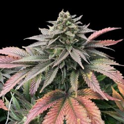 Ein allgemeines Bild